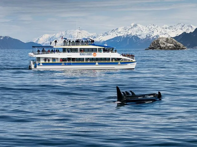 Orcas swimming near a Kenai Fjords tour boat with snowy mountains behind.
