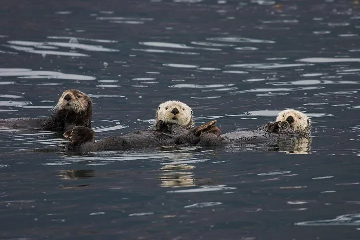 Three sea otters floating on their backs in dark, calm water.