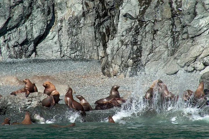 A group of sea lions resting and splashing near a rocky shore.