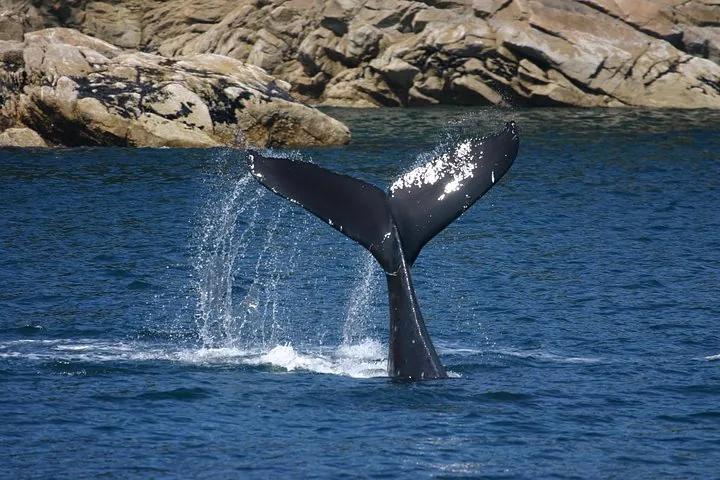 The tail flukes of a whale diving into the blue water.