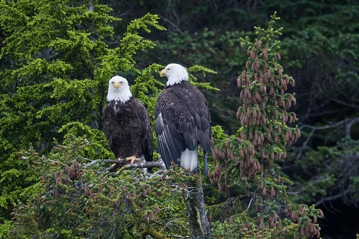 Two bald eagles perched on the branches of a coniferous tree.
