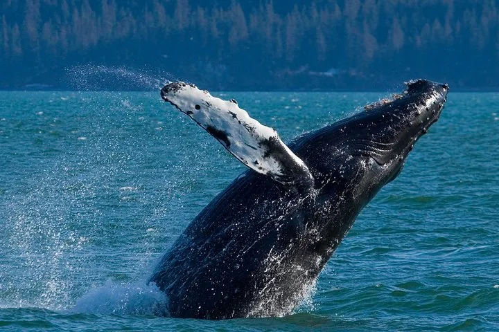 A humpback whale breaching out of the water with a splash.