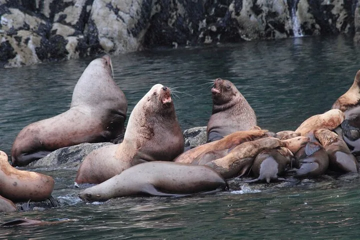 A large group of Steller sea lions gathered on rocks by water.