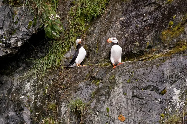 Two horned puffins standing on a rocky cliff face with some vegetation.