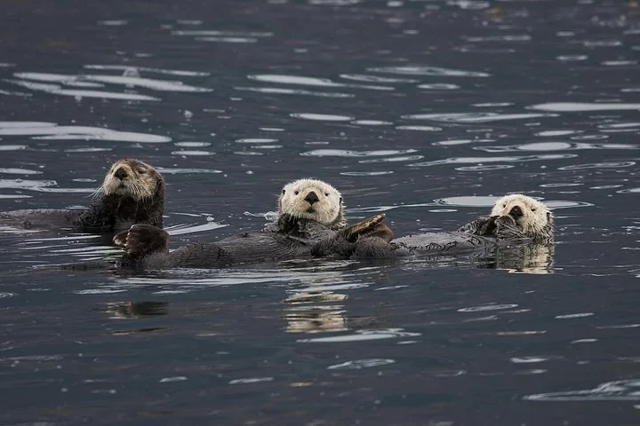 Three sea otters floating lazily on their backs in the water.