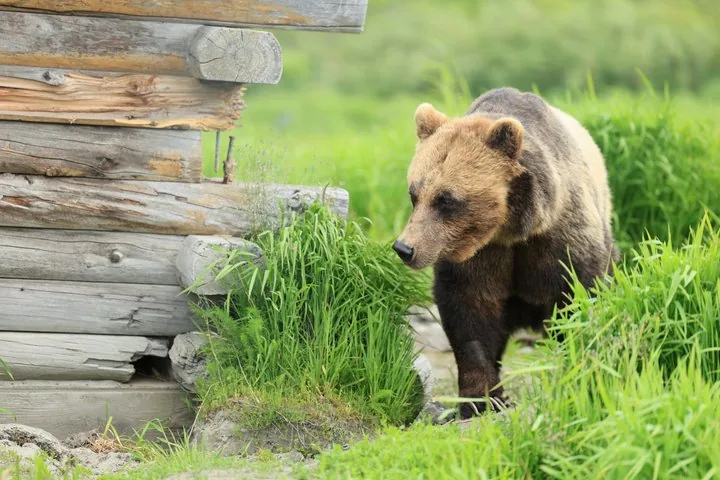 A brown bear walking through tall green grass next to a log structure.