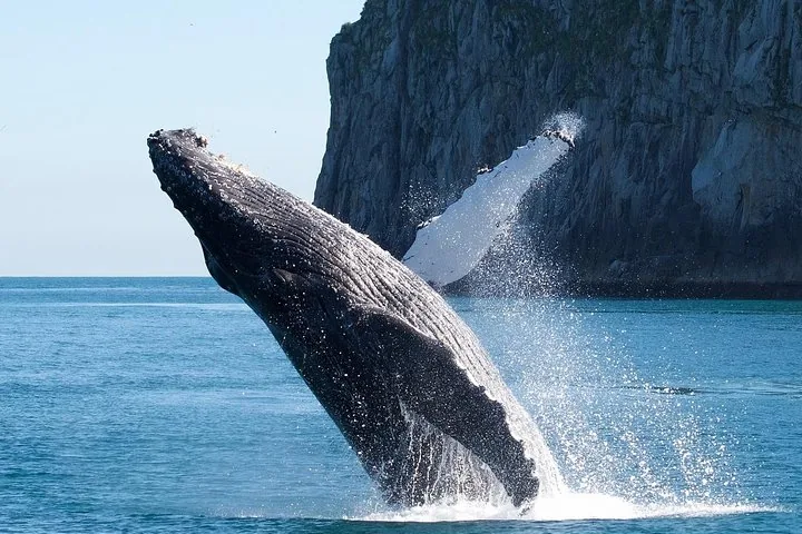 A large whale breaching high out of the water near rocky cliffs.
