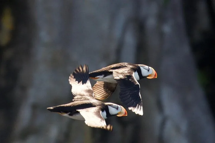 Two horned puffins captured in mid-flight against a dark background.