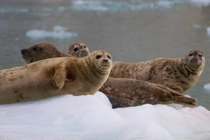 Several harbor seals resting comfortably on a floating piece of ice.